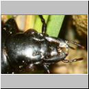 Pterostichus melanarius - Laufkaefer 01c 10-14mm Paarung - OS-Hasbergen Lehmwiese.jpg